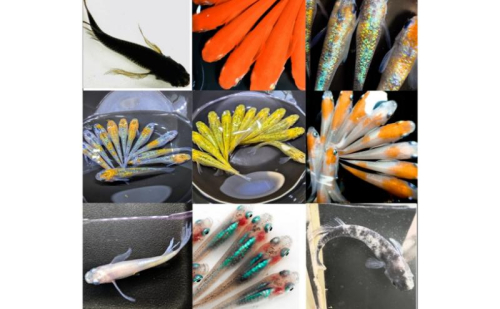 【出荷期間3～11月】　厳選ミックスめだかセット10匹＋保障2匹【М～LLサイズ】　生き物 生体 魚 めだか メダカ 観賞魚 観賞用 飼育 ペット ミックス セット 東吾妻町 群馬 2136145 - 群馬県東吾妻町
