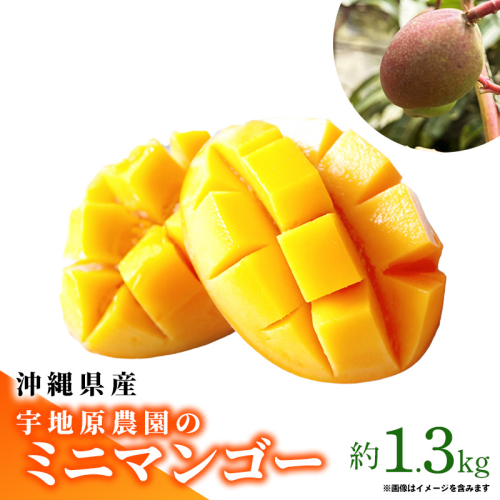 【2025年発送】宇地原農園の沖縄県産 ミニマンゴー 約1.3kg - 不揃い ミニサイズ 沖縄 マンゴー 甘い 凝縮 美味しい ジューシー 国産 沖縄県 八重瀬町 2136232 - 沖縄県八重瀬町