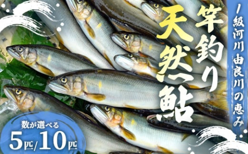 【2025年夏発送】天然鮎 竿釣り 選べる 5匹/10匹 （17～23cm） 【 冷蔵 由良川の竿釣り 由良川漁協 あゆ 鮎 新鮮 魚 さかな 直送 舞鶴 京都 魚介 川魚 塩焼き 生あゆ 】 2136480 - 京都府舞鶴市