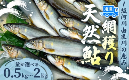 天然鮎 網獲り 冷凍 約0.5～2kg（約7匹～11匹）【 由良川の網獲り 由良川漁協 冷凍あゆ 冷凍鮎 高鮮度 冷凍 あゆ 鮎 魚 さかな 舞鶴 京都 】 2136481 - 京都府舞鶴市
