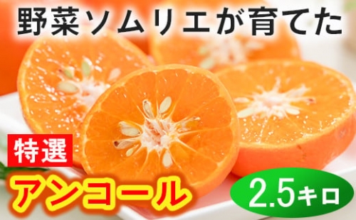 野菜ソムリエ石児さんの「特選 アンコール 約2.5kg」 みかん 柑橘類 先行予約 アンコール 甘い フルーツ ＜103-021_5＞