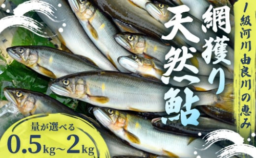【2025年夏発送】 天然鮎 網獲り 約0.5～2kg（約7匹～44匹）【 由良川の網獲り 由良川漁協 鮮魚 生魚 活魚 あゆ 鮎 新鮮 魚 さかな 直送 舞鶴 京都 魚介 川魚 塩焼き 生あゆ 】 2136530 - 京都府舞鶴市
