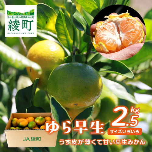 【2025年先行予約】ゆら早生みかん 2.5kg サイズミックス 宮崎県 綾町 2136536 - 宮崎県綾町