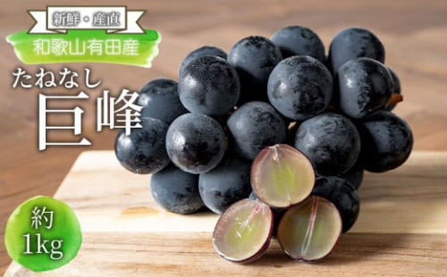 [新鮮・産直]和歌山有田産のたねなし巨峰約1kg★2025年8月上旬頃より順次発送 2136614 - 和歌山県有田川町