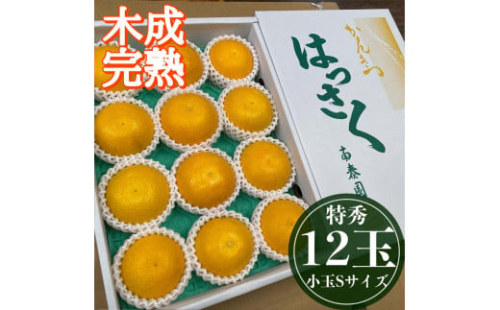 4月 まで 木成 完熟 させた 有田 はっさく 特秀 小玉 S × 12玉 化粧箱 南泰園 みかん 2136840 - 和歌山県有田川町