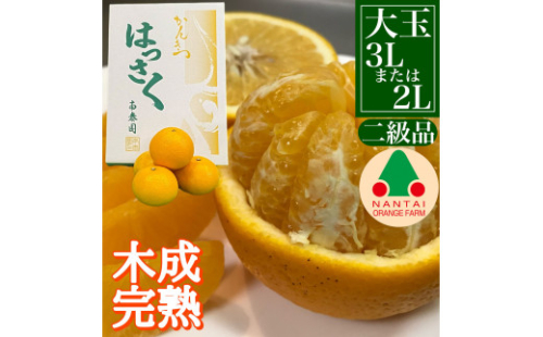 ちょっと 傷あり 4月 まで 木成 完熟 させた 有田 はっさく 大玉 3L × 6玉 または 2L × 7玉 化粧箱 南泰園 みかん 2136841 - 和歌山県有田川町