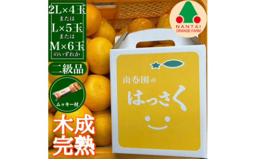 ちょっと 傷あり 4月 まで 木成 完熟 させた 有田 はっさく 2L ～ M ( 4玉 ～ 6玉 ) 手さげ箱 ムッキー 同梱 南泰園 みかん 2136842 - 和歌山県有田川町