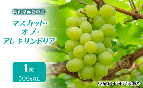 ぶどう 2025年 先行予約 マスカット・オブ・アレキサンドリア 1房 500g以上 ブドウ 葡萄 岡山県 赤磐市産 フルーツ 果物 ギフト 果物類 種あり品種 2136851 - 岡山県赤磐市