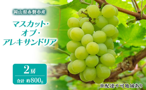 ぶどう 2026年 先行予約 マスカット・オブ・アレキサンドリア 2房 合計 約800g ブドウ 葡萄 岡山県 赤磐市産 フルーツ 果物 ギフト 果物類 2136852 - 岡山県赤磐市