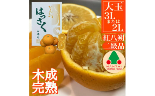 ちょっと 傷あり 木成完熟 紅はっさく 3L × 6玉 または 2L × 7玉 サイズ 化粧箱【2026年4月上旬～発送】 2137014 - 和歌山県有田川町