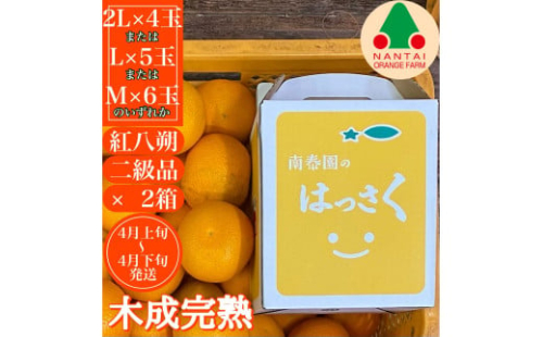 2箱セット ちょっと 傷あり 木成完熟 紅はっさく 2L ～ M ( 4玉 ～ 6玉 ) 手さげ箱 【2026年4月上旬～発送】 2137015 - 和歌山県有田川町