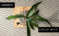 ビカクシダ  Mサイズ 【3月～11月発送】 232-002 　ビカクシダ　ベイチー　ビーチー　Mサイズ　ワイルド　ふるさと納税 コウモリラン　植物 観葉植物 インテリア