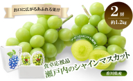 瀬戸内のシャインマスカット　2房（約1.2kg）