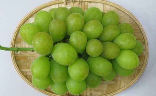食卓応援品　シャインマスカット（ご家庭用）約1.4kg 2137703 - 香川県東かがわ市