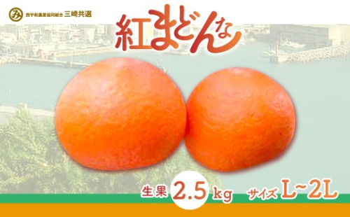 【先行予約】【贈答用】紅まどんな（生果2.5kg/L～2Lサイズ）※離島への配送不可（2026年12月上旬より順次発送予定）【 ふるさと納税 人気 おすすめ ランキング 柑橘 みかん ミカン 紅まどんな mikan 蜜柑 果物 フルーツ 贈答 贈答用 プレゼント ギフト 愛媛県産 愛媛県 伊方町 送料無料 】 IKTBD002