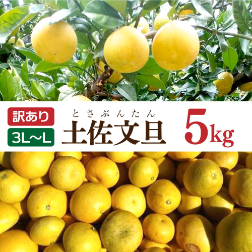 土佐文旦 文旦 訳あり 大玉入り 5kg 5キロ 3L～L ぶんたん ブンタン フルーツ 柑橘 みかん 果物 くだもの 柑橘類 デザート 家庭用 ご自宅用 お取り寄せ 国産 2138403 - 高知県土佐市