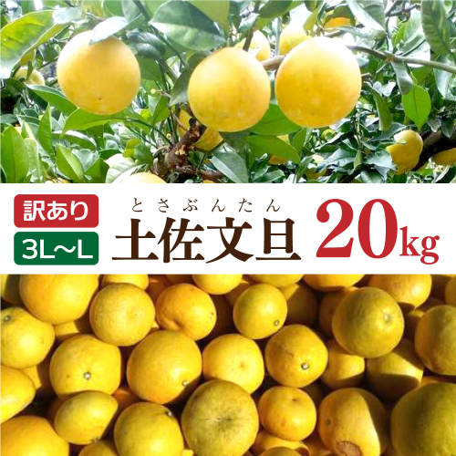 土佐文旦 文旦 訳あり 大玉入り 20kg 20キロ 3L～L ぶんたん ブンタン フルーツ 柑橘 みかん 果物 くだもの 柑橘類 デザート 家庭用 ご自宅用 お取り寄せ 国産 2138405 - 高知県土佐市