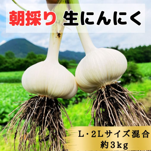 【生にんにく田子町産 (なま)】L＆2L size『3kg』 2138456 - 青森県田子町