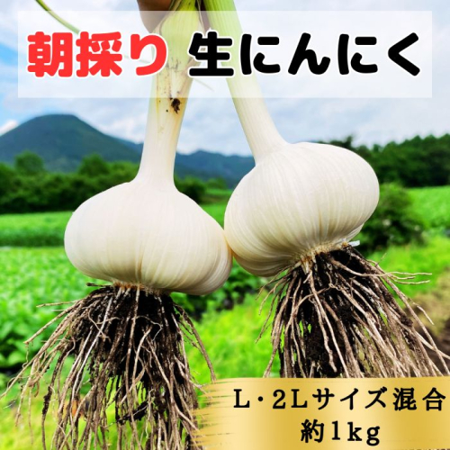 【生にんにく田子町産(なま)】L＆2L size『1kg』 2138457 - 青森県田子町