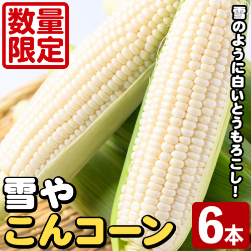 白いとうもろこし「雪やこんコーン」(6本) 国産 トウモロコシ 玉蜀黍 ホワイト コーン 野菜 糖度 夏 イネ科 数量限定 期間限定【うとさんち】akn067-13 2138495 - 鹿児島県阿久根市