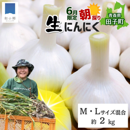 令和8年産朝採り直送！田子（たっこ）生にんにく約2kg（青森県田子町産にんにくM～Lサイズ混合） 2138545 - 青森県田子町