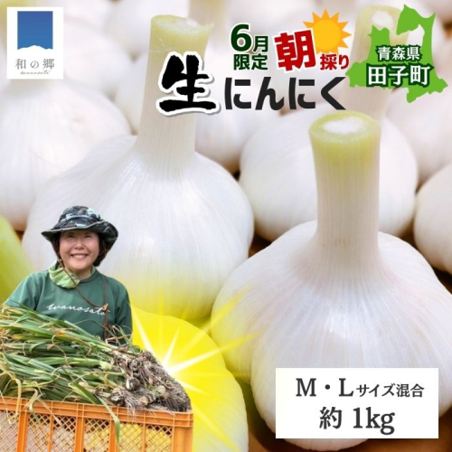 令和7年産朝採り直送！田子（たっこ）生にんにく約1kg（青森県田子町産にんにくM～Lサイズ混合） 2138566 - 青森県田子町