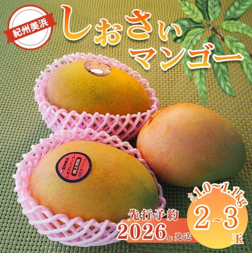 【2026年先行予約】紀州美浜しおさい マンゴー 2～3玉（1.0～1.1kg）｜フルーツ 果物 くだもの まんごー 希少 国産 食品 おやつ デザート 産地直送 和歌山県美浜町産 2139094 - 和歌山県美浜町