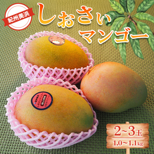 紀州美浜しおさいマンゴー2～3玉（1.0～1.1kg）
※離島への配送不可
※2025年7月下旬～9月上旬頃に順次発送予定 2139094 - 和歌山県美浜町