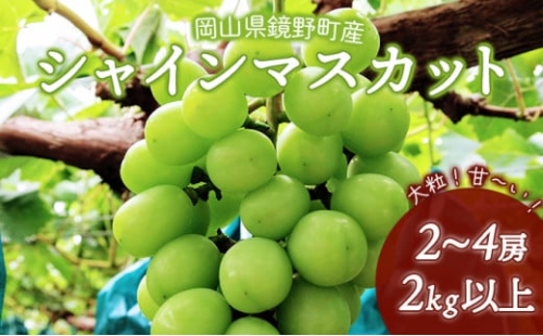 【期間限定】鏡野町産 シャインマスカット 2kg（2～4房） 2139100 - 岡山県鏡野町