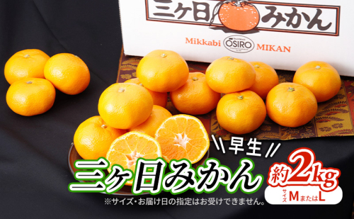 【2025年11月中旬より順次発送】 三ヶ日みかん 早生 約2kg(サイズ:MまたはL) みかん ミカン 果物 柑橘 フルーツ 静岡 浜松市 2139719 - 静岡県浜松市