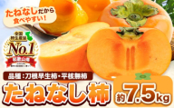 たねなし柿（刀根早生柿・平核無柿）約7.5kg《2025年9月中旬-11月上旬頃出荷(土日祝除く)》 和歌山県 岩出市 種なし柿 柿 果物 フルーツ 2L～Mサイズ カキ