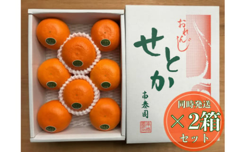 ［2箱セット］ハーフ 化粧箱 柑橘の大トロ ハウス せとか 厳選 8玉入 × 2箱 南泰園 2140548 - 和歌山県有田川町