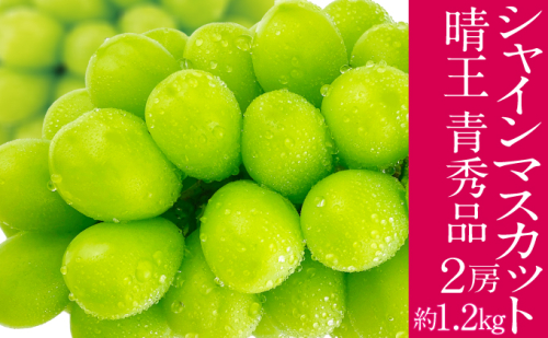 2026年予約受付中 シャインマスカット 晴王 7月～8月出荷 2房 約1.2kg  人気 岡山県産 種無し 皮ごと食べる みずみずしい  フレッシュ 晴れの国 おかやま 果物大国 ハレノフルーツ 2141375 - 岡山県瀬戸内市