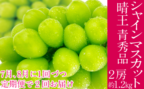 2026年予約受付中 シャインマスカット 晴王 7月8月に1回づつ出荷 2回 定期便 2房 約1.2kg  人気 岡山県産 種無し 皮ごと食べる みずみずしい  フレッシュ 晴れの国 おかやま 果物大国 ハレノフルーツ 2141379 - 岡山県瀬戸内市