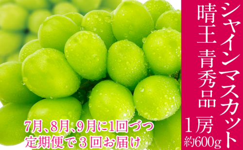 2026年予約受付中 シャインマスカット 晴王 7月8月9月に1回づつ出荷 3回 定期便 1房 約600g  人気 岡山県産 種無し 皮ごと食べる みずみずしい  フレッシュ 晴れの国 おかやま 果物大国 ハレノフルーツ 2141381 - 岡山県瀬戸内市