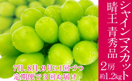 2026年予約受付中 シャインマスカット 晴王 7月8月9月に1回づつ出荷 3回 定期便 2房 約1.2kg  人気 岡山県産 種無し 皮ごと食べる みずみずしい  フレッシュ 晴れの国 おかやま 果物大国 ハレノフルーツ 2141383 - 岡山県瀬戸内市