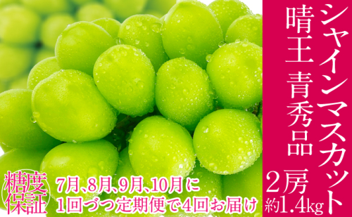 2026年予約受付中 シャインマスカット 晴王  7月8月9月10月に1回づつ出荷 2房 約1.4kg  人気 岡山県産 種無し 皮ごと食べる みずみずしい  フレッシュ 晴れの国 おかやま 果物大国 ハレノフルーツ 2141388 - 岡山県瀬戸内市