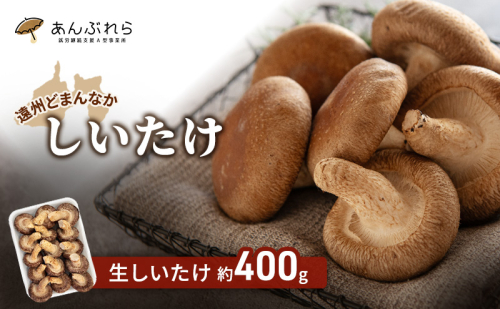 【遠州どまんなかしいたけ】 生しいたけ 約400g 椎茸 産地直送 国産 料理 素材 出汁 日本料理 就労支援 福祉 静岡 袋井 2141404 - 静岡県袋井市