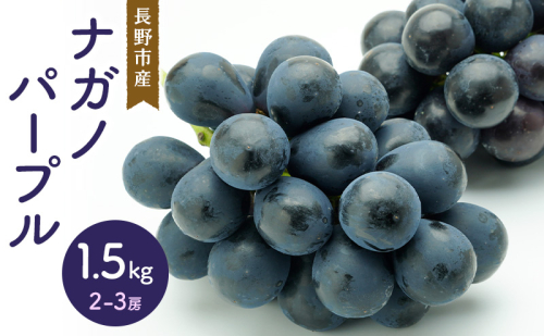 ナガノパープル 1.5kg 2-3房 長野市産 フルーツ 果物 ぶどう ※配送不可:沖縄、離島 2141445 - 長野県長野市