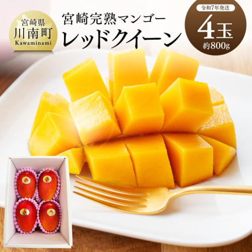 【令和7年発送】宮崎県産完熟マンゴー 「レッドクイーン」4玉(800g) 【 果物 フルーツ マンゴー 宮崎県産 完熟マンゴー みやざきマンゴー 先行予約 数量限定 期間限定 】 2141460 - 宮崎県川南町