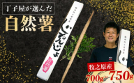 【R7年12月上旬からの発送】 丁子屋が選んだ 自然薯 台地のご馳走 700g ~ 750g 新鮮 健康 長寿 とろろ 静岡県 牧之原市 ヤマゴ増田製茶