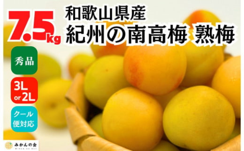 熟梅 南高梅 7.5kg 秀品 3Lまたは2Lサイズ 和歌山県産 A品 梅干し作り用 梅ジャム作り用 2142628 - 和歌山県有田川町