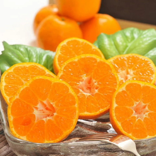 【先行予約】【冬の美味】【農家直送】濃厚ポンカン（ご家庭用）約10kg ｜ 有田 柑橘 フルーツ みかん オレンジ 産地直送 ※北海道・沖縄・離島への配送不可 ※2026年1月中旬～2月下旬頃に順次発送予定 2142861 - 和歌山県美浜町