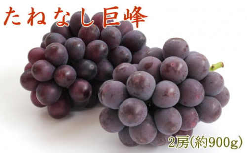 [新鮮・産直]和歌山有田産のたねなし巨峰２房（約900g）★2025年8月上旬頃より順次発送 2142940 - 和歌山県有田川町