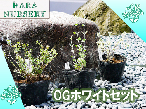 BS181_OGホワイトセット 花 苗 植物 家庭菜園 花壇 プランター ガーデニング 2143173 - 佐賀県みやき町