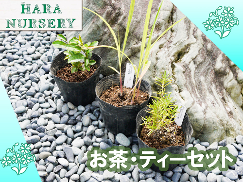 BS182_お茶・ティーセット 花 苗 植物 家庭菜園 花壇 プランター ガーデニング 2143174 - 佐賀県みやき町