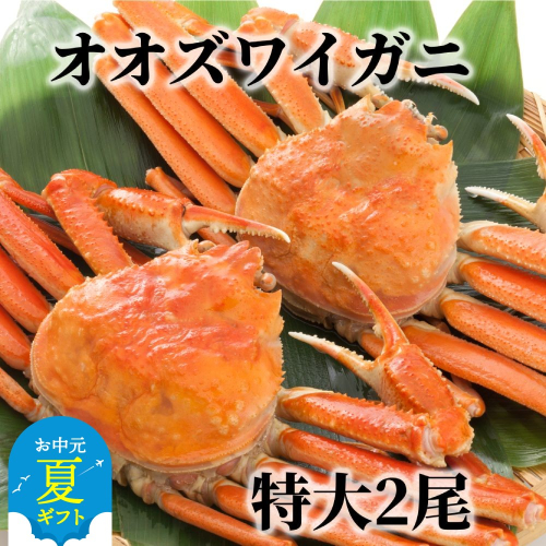 15-310 【お中元】北海道産　特大ボイルオオズワイガニ姿　２尾　計1.5ｋｇ内外 2144329 - 北海道紋別市