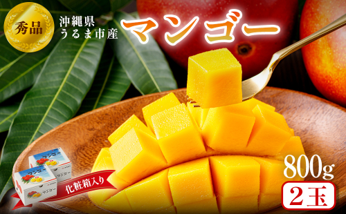 沖縄県 うるま市産 完熟 マンゴー 秀品 800g【2025年発送】 2144387 - 沖縄県うるま市
