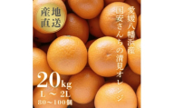 ＜まるで食べるジュース!越冬完熟品＞愛媛産 清見オレンジ 20kg＜H20-94＞【1625385】