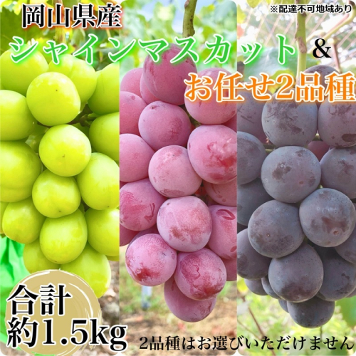 ぶどう 農家こだわりのシャインマスカット＆お任せ2品種  3房合計約1.5kg ブドウ 葡萄 岡山県産 国産 フルーツ 果物 ギフト 【 Nini farm 農家 直送 】 2144560 - 岡山県里庄町